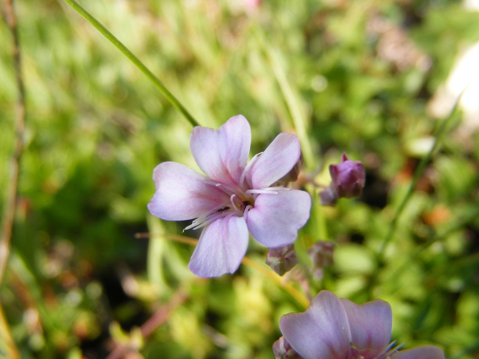 Sentieri ferrati, sentieri fioriti: i fiori dell''Albiolo